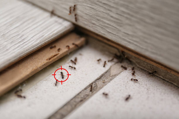 Flea Control Services in Big Lake, TX