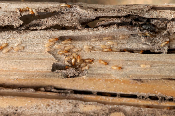 Reliable Big Lake, TX Pest Control Solutions