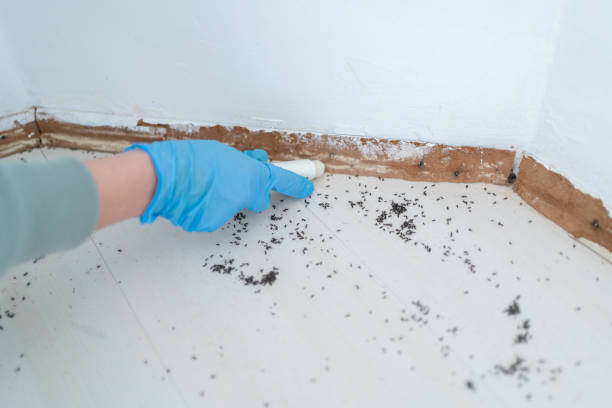 Best Affordable Pest Control Services  in Big Lake, TX